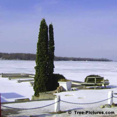 Cedar Tree Pictures, Tall Cedar Trees at the Edge of the Lake Photo