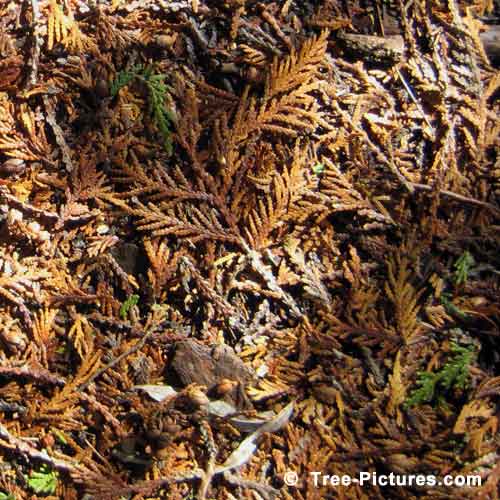 Cedar Tree Pictures, Cedar Tree Leaf Leaves Found on the Forest Floor
