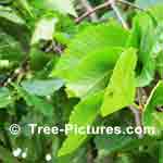 Picture of American Elm Leaves