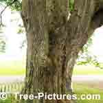 Picture of American Elm Tree 