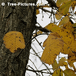 Fall Elm Tree Leaves