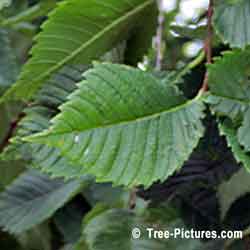 Elm Tree Identification, Photo of American Elm Leaf, Close up Identification Photo of Type of Elm Leaf