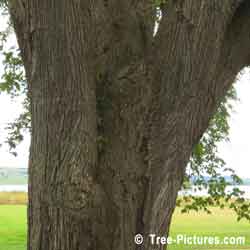 Pictures of Elm Trees; Photo of American Elm Trunk, Close up Identification Photo of Elm Wood or Elm Bark