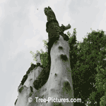 Pictures of Elm Trees: Diseased Siberian Elm Tree Type Trunk Image