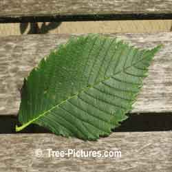White Elm Tree Leaf Picture; Photo of White Elm's Leaf with Sawtooth Edges, Close up Elm Trees Identification Image