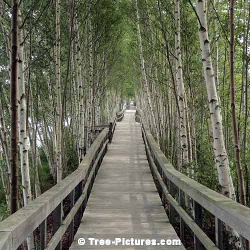 Forest Tree Paths, Forest Board Wall Path through the Birch Trees Photo