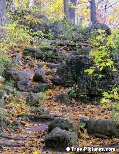 Forest Tree Paths, Rocky Path Amongst the Trees in the Forest Pic
