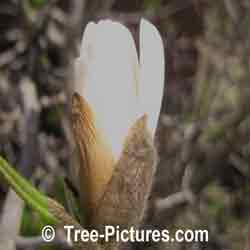 Magnolia Tulip Flower Bud: Early Pink Magnolia Spring Bud - Spring Image