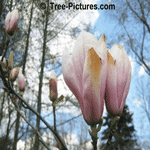 magnolia tree picture