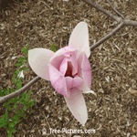Magnolia Flowers: Close up picture of a Magnolia Trees Pink Blossom