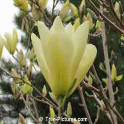 Magnolias: Elizabeth Magnolia - Large Yellow Blooms Blossoms For Wow Landscaping