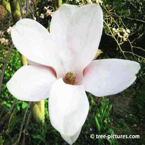 Magnolia Bloom Photo