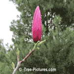 Magnolia Flower: Picture of the Galaxy Magnolia Tree Flower about to Blossom