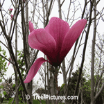 Magnolia Tree Flower: Galaxy Magnolias Blossom Picture