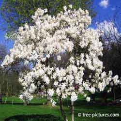 Magnolia, Magnolia Tree with its Pretty White Spring Flowers
