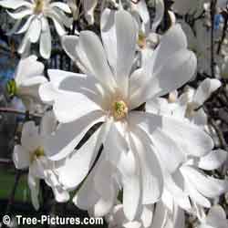 Magnolia Tree Picture, close up picture of a Magnolia Tree with its pretty white spring blossom
