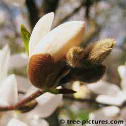 Magnolia Tree Picture, close up picture of a Magnolia Tree with its pretty white spring blossom