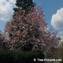 Magnolia Tree: Beautiful Early Pink Magnolia Tulip Spring Blossoms