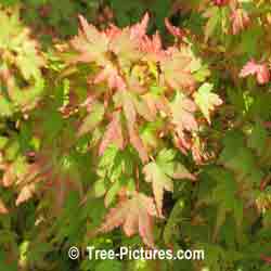 Pygmy Japanese Maple Leaves | Maple Trees @ Tree-Pictures.com