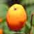 Mountain Ash Tree Orange Berry Fruit Image | Tree:MountainAsh+Berry at Tree-Pictures.com