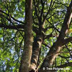 Mountain Ash Trees, Picture of Trunk and Branches on Mountain Ash Tree
