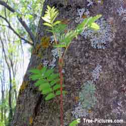 Mountain Ash Trees, Photo of New Branch Growth on Mountain Ash Tree Trunk
