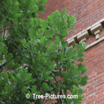 Oak Tree: English Oak Species Type; Leaf Leaves Image| Tree:Oak+English+Leaf-Leaves at Tree-Pictures.com