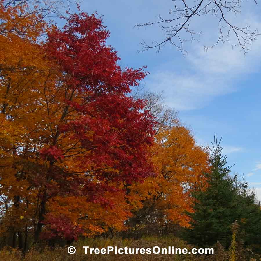 Oak Trees, Photo of Oak Trees Displaying Striking Fall Colors | Trees:Oak:Red at Tree-Pictures.com