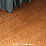 Oak Floors, Antique Flooring with Red Oak Tree