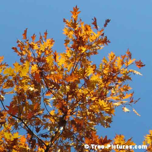 Oak Tree Pictures, Colorful Majestic Yellow Orange Oak Tree Leaves Photo
