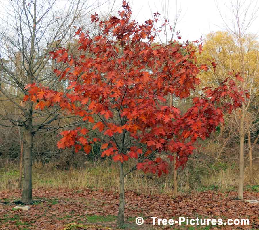 Oak Trees, Photo of Young Oak Tree Displaying Striking Red Leaves of Fall | Oak Trees at Tree-Pictures.com