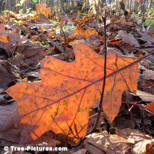 Oak Tree Pictures, Colorful Wind Blown Oak Leaf on the Forest Floor
