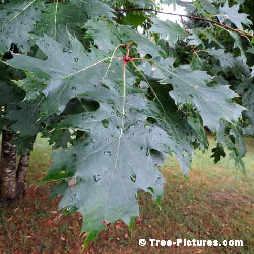Oak Tree Pictures, Monster Oak Tree Leaf with Rain Drops Image