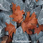Oak Leaves: Brown Fall Oak Tree Leaves on Stones | Tree:Oak+Leaf at Tree-Pictures.com