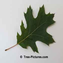 Pictures of Oak Trees, Red Oak Tree Leaf Is Green In Summer | Tree:Oak+Red+Leaf at Tree-Pictures.com