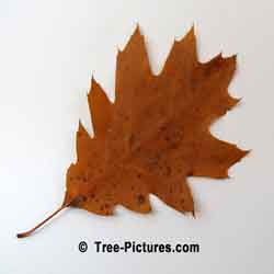 Oak Tree Pictures, Red Oak Leaf Pic | Tree:Oak+Red+Leaf at Tree-Pictures.com