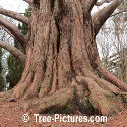 Redwood Tree: Dawn Redwood Tree Wood, Bark, Tree Trunk
