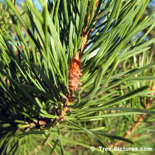 Tree Pictures, New Pine Tree Bud in Spring