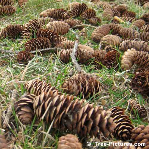 Spring Tree Pictures, Fallen Spruce Tree Cones Picture