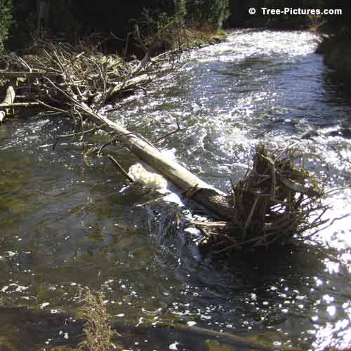 Spring Tree Pictures, Old Tree Lodged in a Spring Creek Photo
