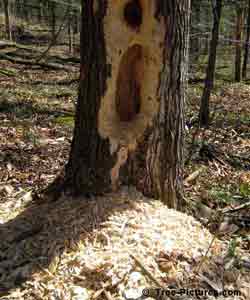 Forest Tree Removal: Dead Tree Clear Cutting