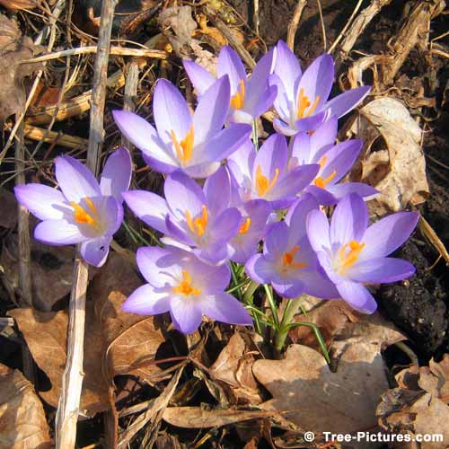Spring Pictures, Pretty Crocus Flowers Amongst the Maple Tree Leaves