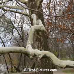 Sycamores: Branch Bark of the Sycamore Tree | Tree:Sycamore+Bark at Tree-Pictures.com