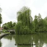 Weeping Willows: Willow Trees by the Avon Canal, Bath, England, UK