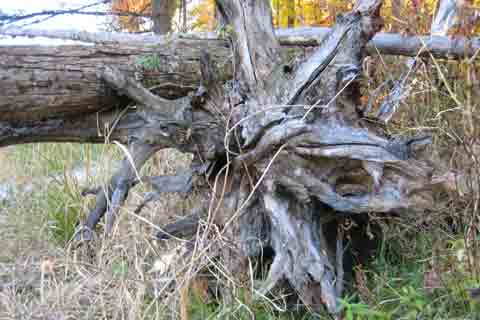 Gnarly Tree Root