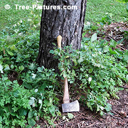 Tree Stump Removal: DIY Tree Service. Cheapest way to remova a Tree