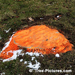 Tree Stump Hazzard; Not totally removing a tree stump can be a hazzard for operating equipment around or people. Spray painting the tree stump can offer warning and some protection