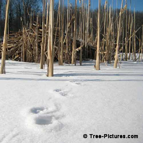 Winter Tree Pictures, Forest Pond Winter Home with Tracks in the Snow
