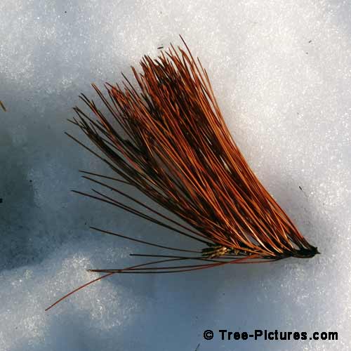 Winter Tree Pictures, Colorful Pine Tree Needles on the Snow Photo