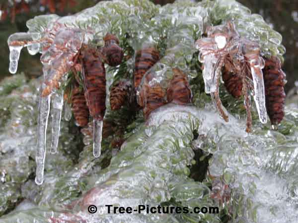 Tree Cones, Impressive Spruce Cones Glazed over with Ice 